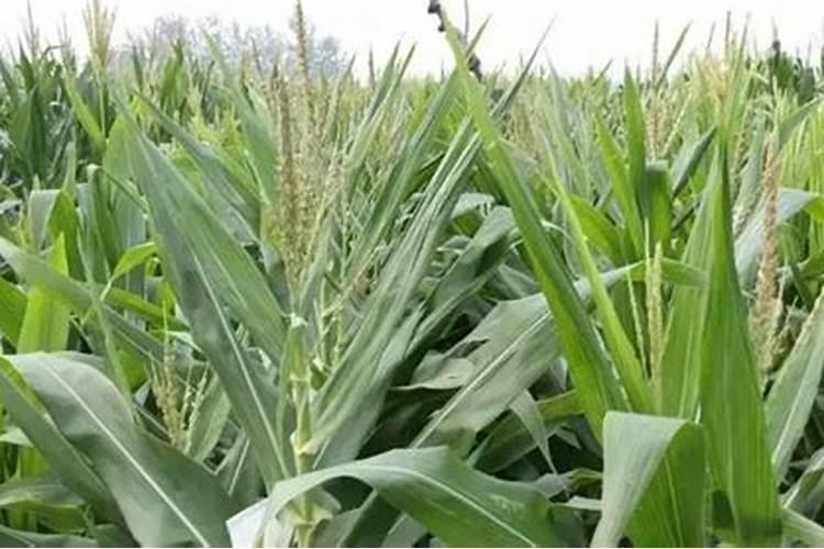 草莓施什么肥料最甜