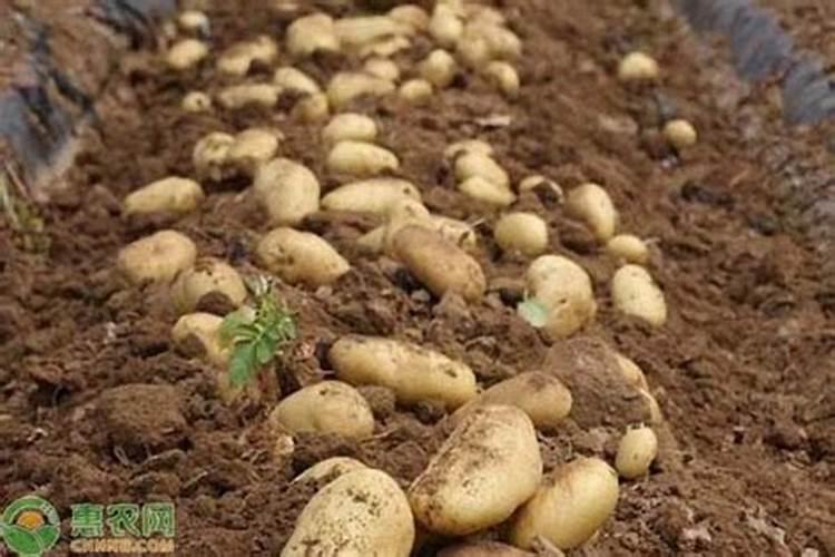 芒果树用什么肥料最好