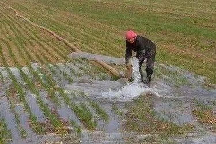 水溶肥的使用方法和注意事项 水溶肥有哪些