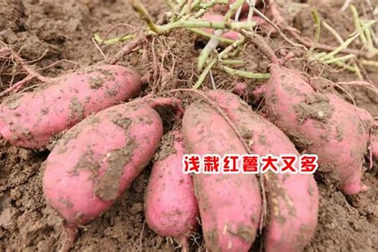 芒果的种植时间和方法