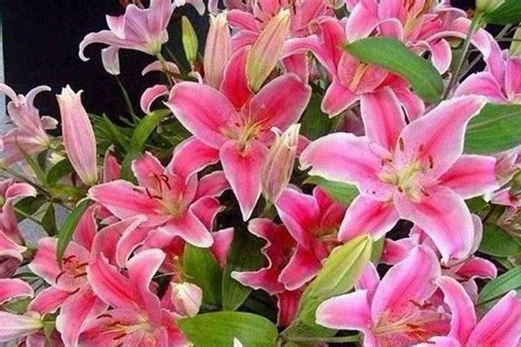 盆栽芋头的施肥方法