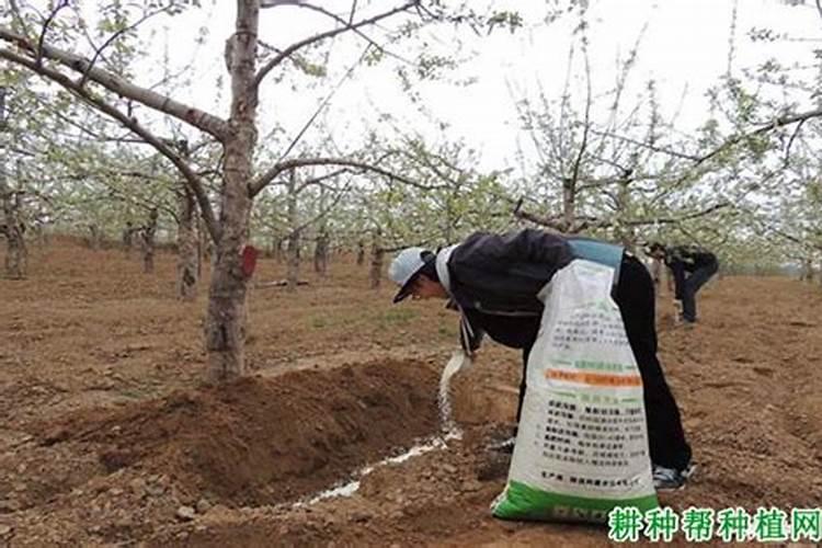 磷肥适合浇什么花