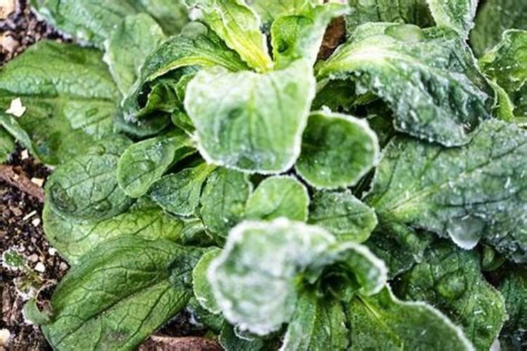 已经冻到的莲雾喷重量腐植酸会影响坐果吗