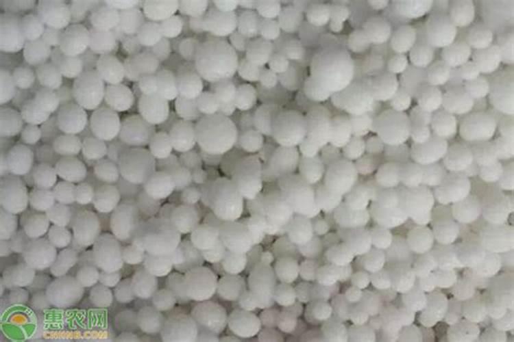芒果树用什么肥料最好