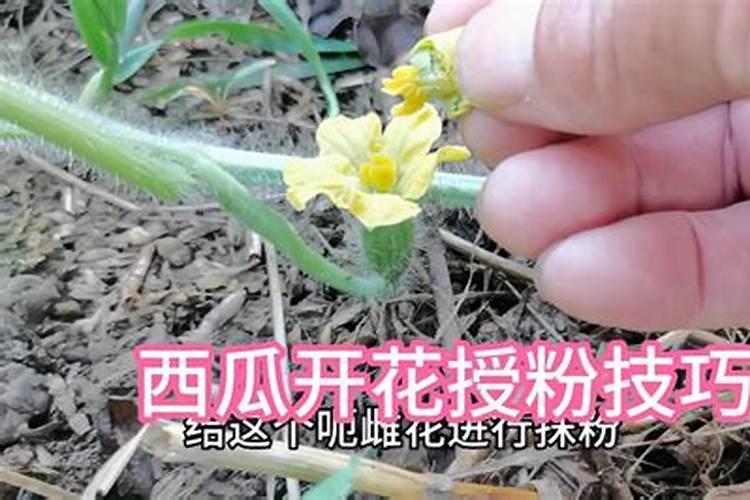 磷肥对植物有哪些影响？