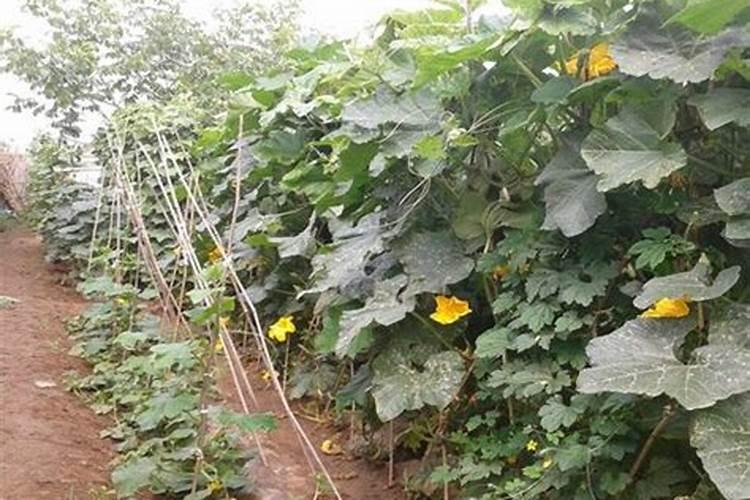 芒果树用什么肥料最好