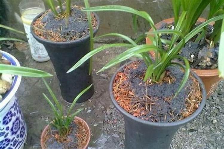 家庭养花不开花怎么办？盘点常见12种花卉促花方法!
