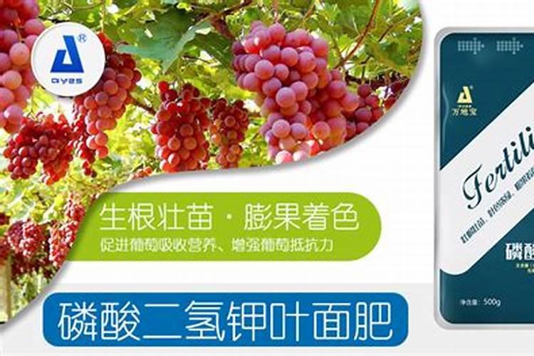 芒果树用什么肥料最好