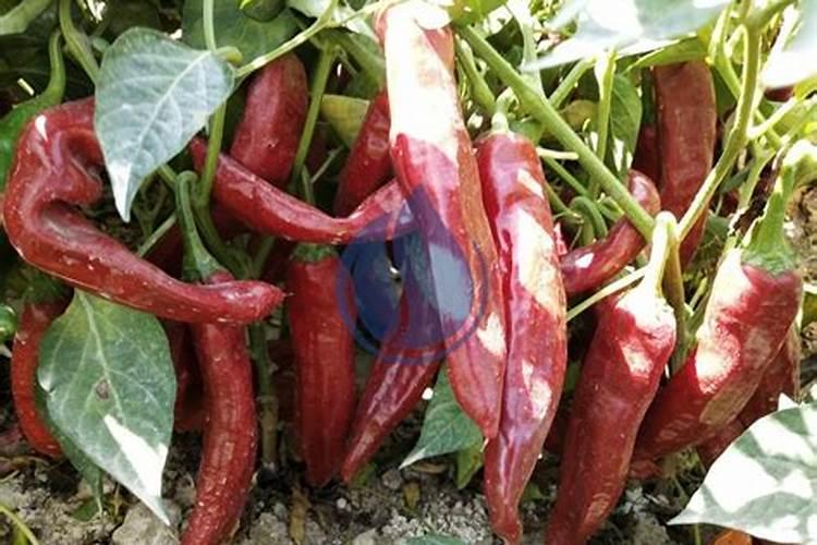 芒果树用什么肥料最好