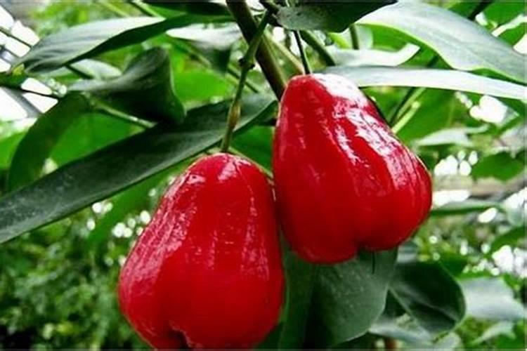 芹菜移栽后多少天可以施肥 芹菜移栽后多少天能施肥