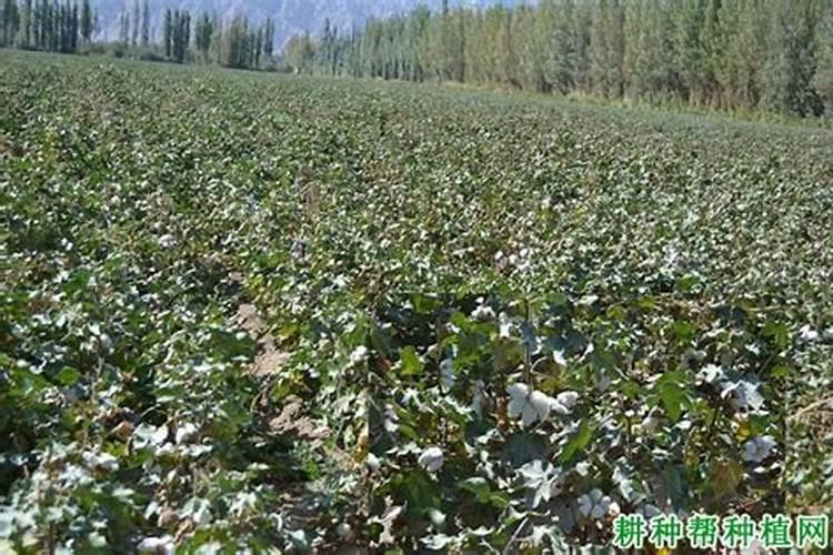 棉花硼肥什么时候打 如何正确使用