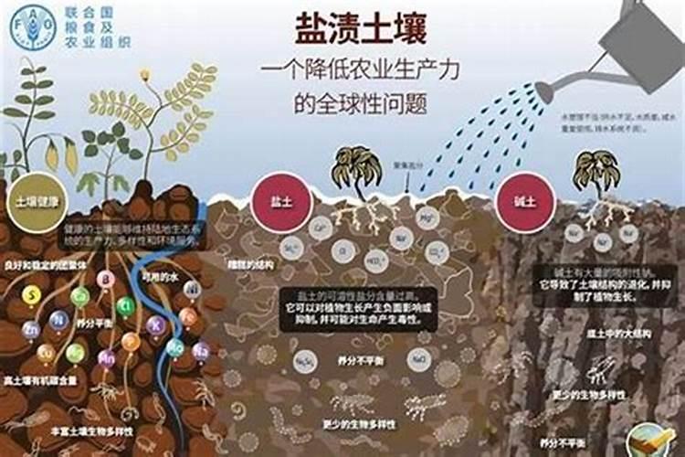 氮肥过多怎么解决