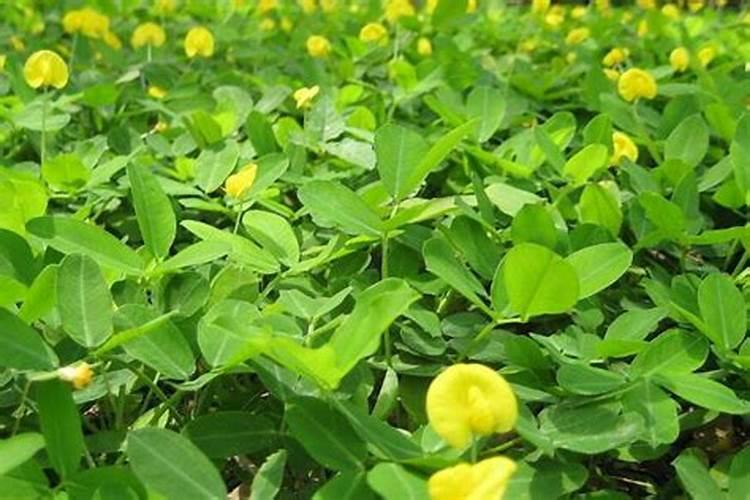 玉米金大棒水溶肥多少钱一瓶