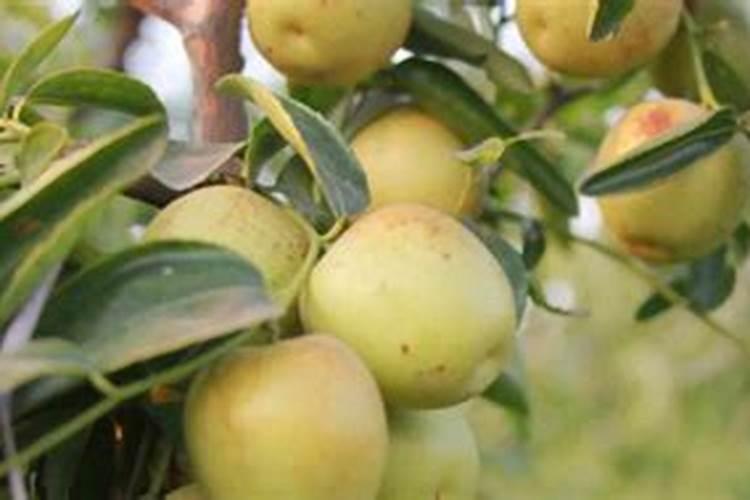 稻粒炸裂怎么治有什么方法？