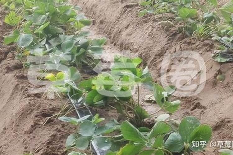 草莓碧护使用方法