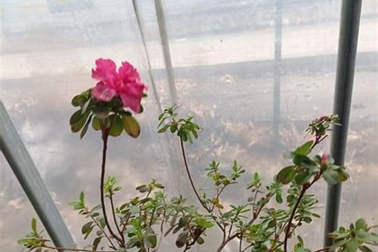 西红柿膨果期用什么肥好