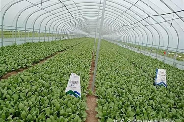 果树促花使用什么叶面肥？果树叶面肥喷施需要注意事项？