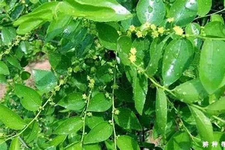 化肥业务员一般的一年能销售多少吨？好做吗？