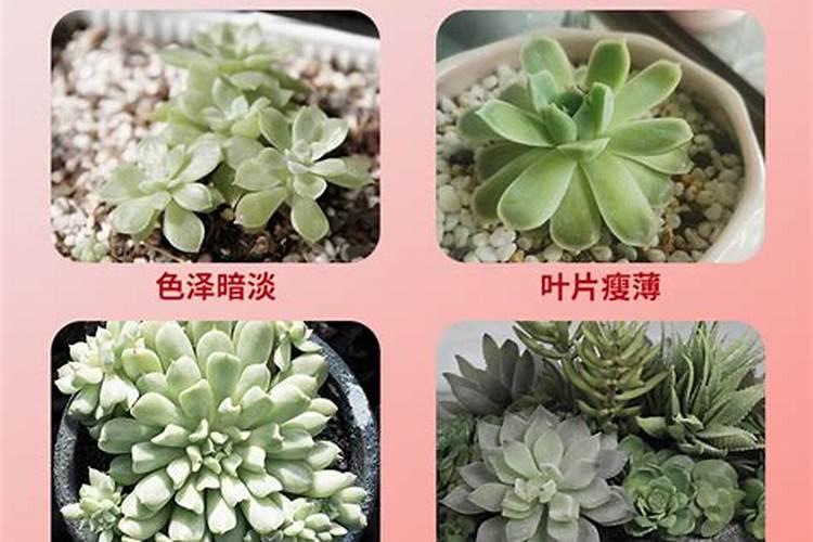如何给多肉施肥 多肉施肥用什么肥料