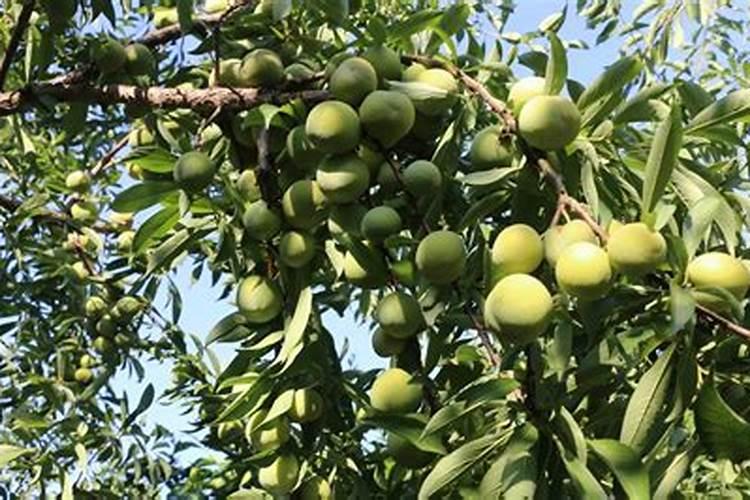 磷肥是什么肥料 磷肥简单介绍