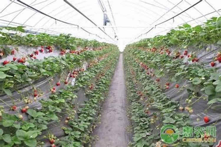 请问草莓膨果期冲什么化肥好？