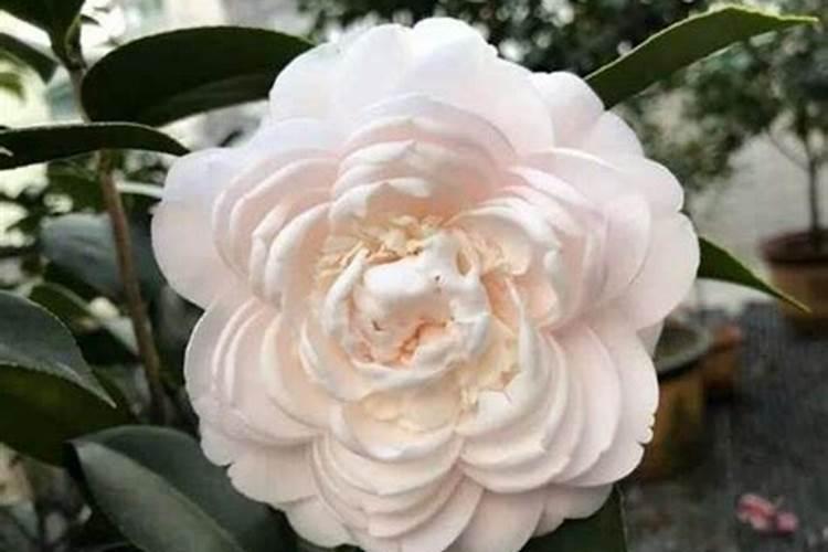 茶花用什么肥料长得快