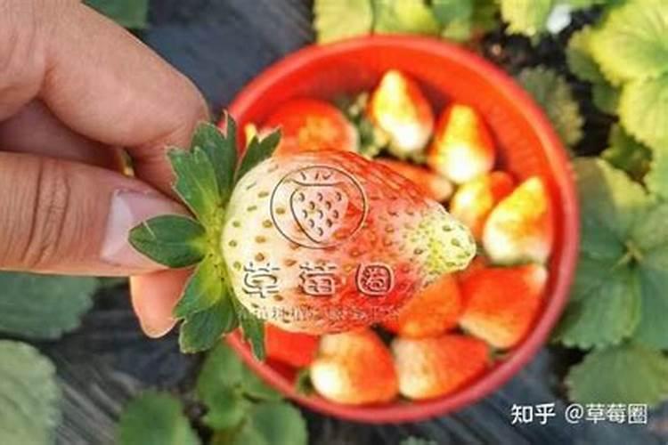 草莓肥害是什么原因？如何修复？