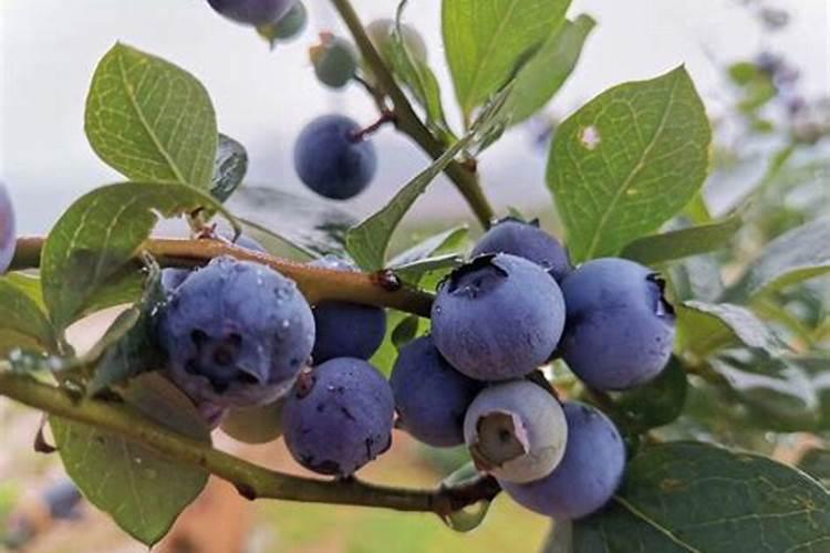 磷肥过量的危害