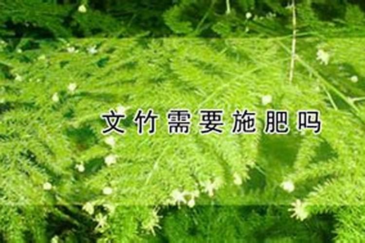请教一下,文竹可以在屋内养吗？