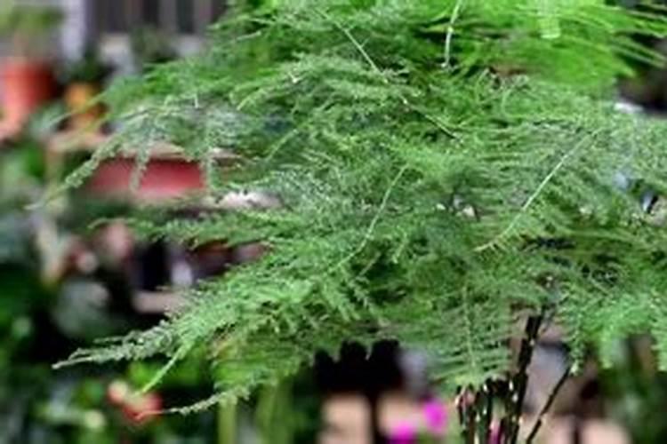 文竹需要什么肥料