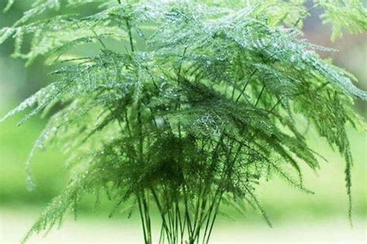 哪种钾肥最好(市面上常见都最好的钾肥是什么钾肥)