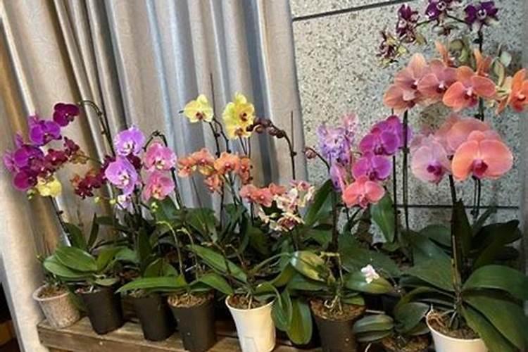 蝴蝶兰底肥放什么肥好 底肥施用方法