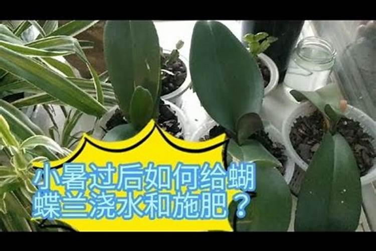 花多多2号给蝴.蝶兰怎么施肥？