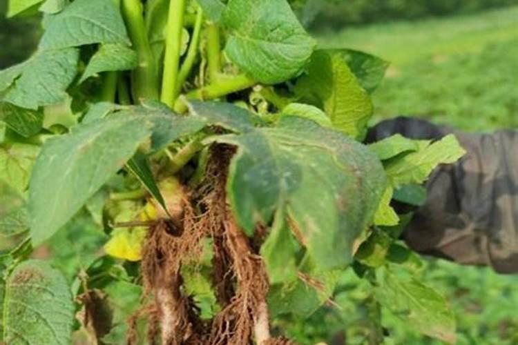 益施秋实中量元素水溶肥用量是多少