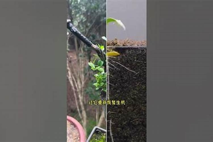 种植高粱都是需要用什么肥料？