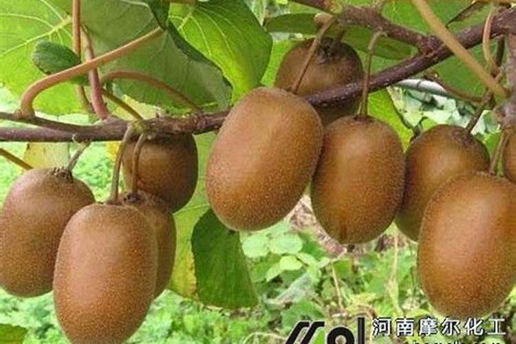 甜菜的病害防治