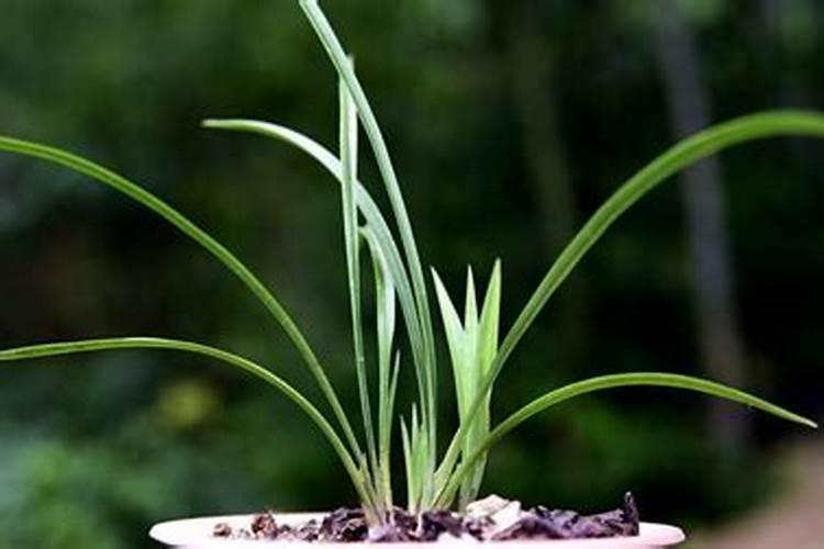 白兰花施肥过重出现烂根怎么办