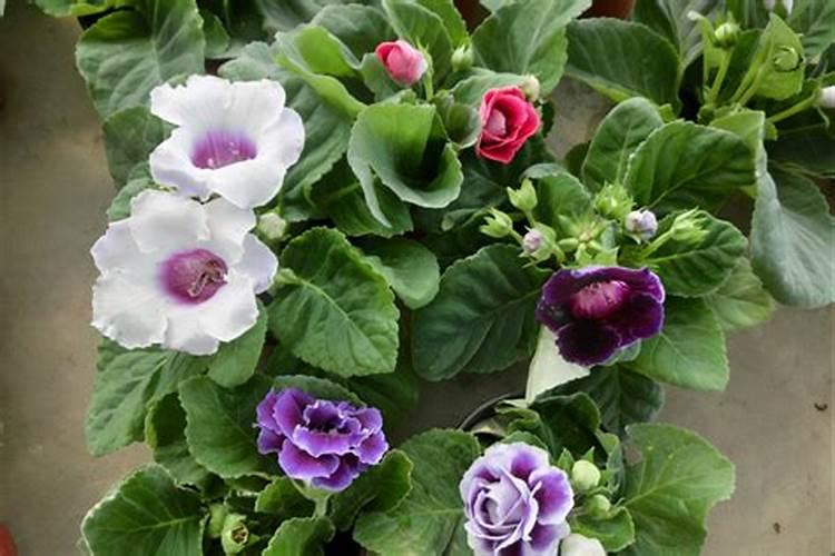 亩旺特主要杀什么虫