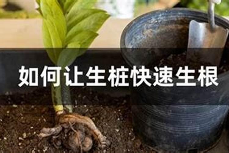 钙镁磷肥的施用方法及注意事项有哪些？