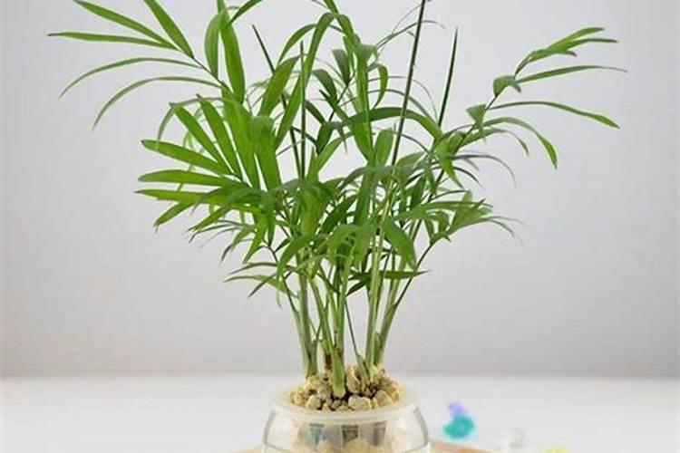 香菜,小葱,薄荷应施什么肥