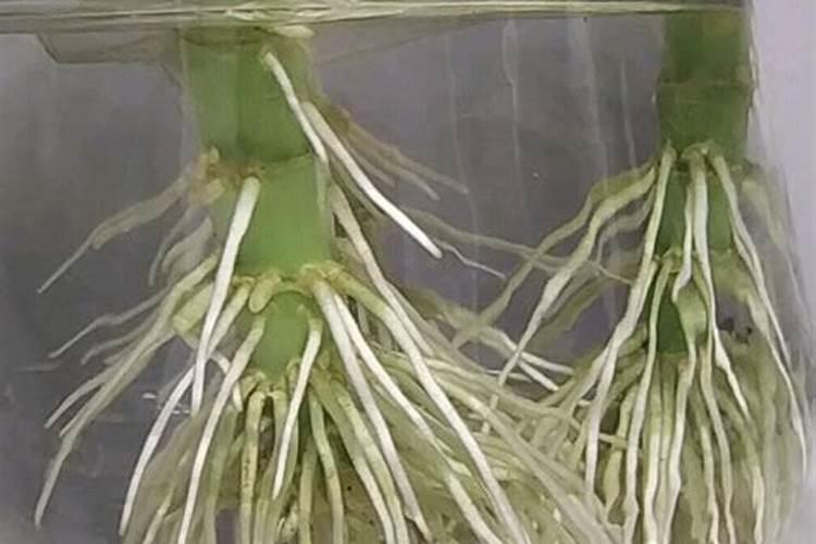 水培花卉用哪些肥