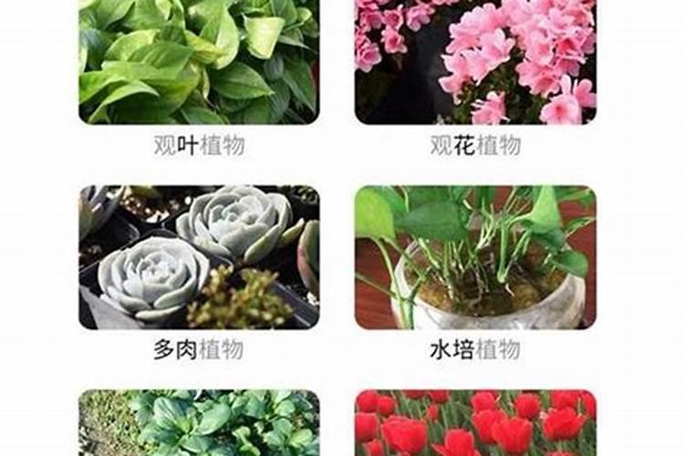 水培绿萝用什么肥,怎么养才茂盛？