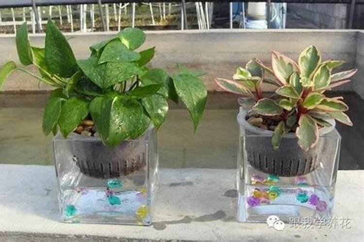 水培花卉叶面肥的使用