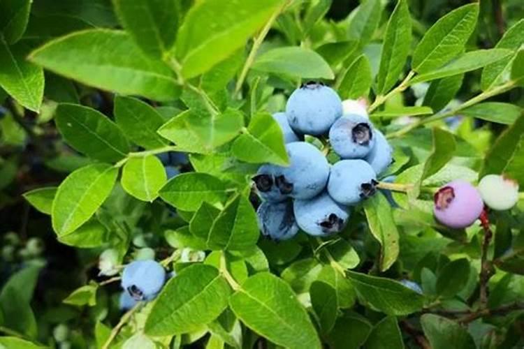 蓝莓用什么肥料最合适怎样给蓝莓施肥