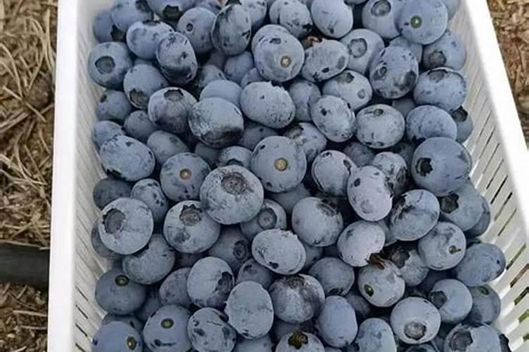 高产蓝莓需要掌握的种植技巧有哪些蓝莓怎么养殖