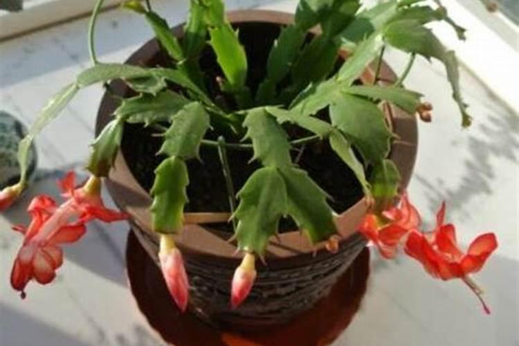 葡萄花少、花穗退化有办法补救吗？