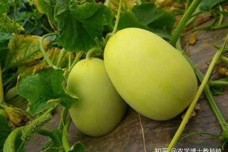 甜瓜为什么没有雌花？