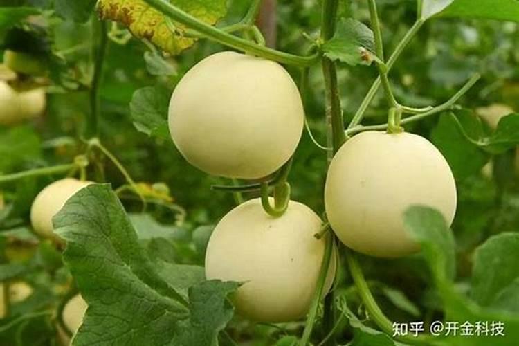地爬甜瓜的管理技术