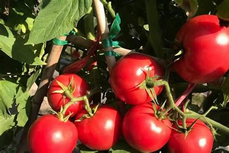 小番茄每个生长期需要的肥料