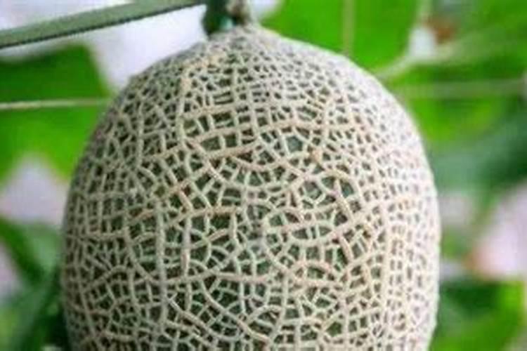 大棚甜瓜水肥管理技术